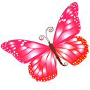 butterfly_pink icon
