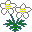 AnemoneFlaccida icon