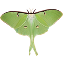 Luna-Moth icon