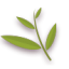 Pinnately-Leaf icon