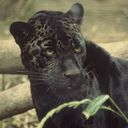 panther icon