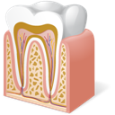 Tooth_Anatomy icon